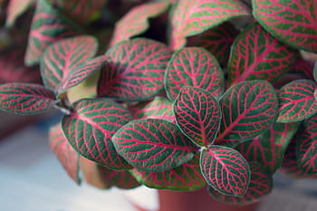 fittonia indoor plant variegated foliage plant nerve royalty free thumbnail